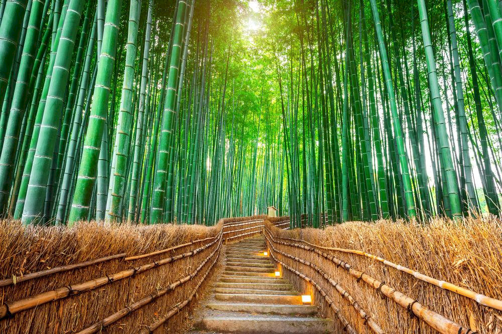 This 500-meter bamboo forest has become an iconic symbol of Kyoto, comparable to the torii gates of Fushimi Inari